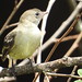 Guaracava-de-topete-uniforme - Plain-crested Elaenia