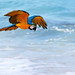 Beach Parrot