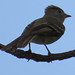 Yellow-bellied Elaenia, Elaenia flavogaster