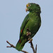 Yellow-crowned Parrot, Amazona ochrocephala. Panama City, Panama