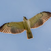 Short-tailed Hawk