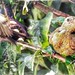 Sanhaço-verde - Palm Tanager