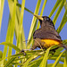 Yellow-rumped Casique (Cacicus cela) 2 032824