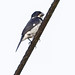 Variable Seedeater (Sporophila americana) 2 032324