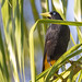 Yellow-rumped Casique (Cacicus cela) 1 032824