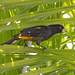 Yellow-rumped Cacique (Cacicus cela) 2 032524