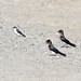 Mangrove Swallow (Tachycineta albilinea) and Gray-breasted Martin (Progne chalybea) 1 032724
