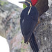 Lineated Woodpecker (Dryocopus lineatus) 1 032724
