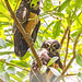 Spactacled Owl (Pulsatrix perspicillata) 1 032224