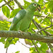 Mealy Parrot (Amazona farinosa) 1 032624