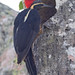 Lineated Woodpecker (Dryocopus lineatus) 2 032724