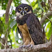Spectacled Owl (Pulsatrix perspicillata) 3 032224