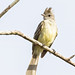 Yellow-bellied Elaenia (Elaenia flavogaster) 1 022324