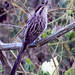 Striped Cuckoo (Tapera naevia) 1 032824