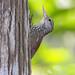 Straight-billed Woodcreeper (Xiphorhynchus picus) 1 032624