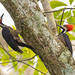Crimson-crested Woodpecker (Campephilus melanoleucos) and Lineated Woodpecker (Dryocopus lineatus),  1 032724