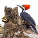 Lineated Woodpecker (Dryocopus lineatus) 3 032724