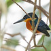 American Pygmy Kingfisher (Chloroceryle aenea) 3 032724