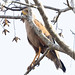 Savanna Hawk (Buteogallus meridionalis) 1 032424