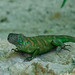 Grüner Leguan (Iguana iguana) (2)