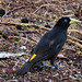 Yellow-rumped Cacique, Cacicus cela