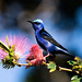 0P7A9448    Red-legged Honeycreeper, Panama