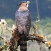 Ornate Hawk-Eagle