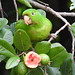 Periquitão-maracanã - White-eyed Parakeet
