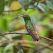 Braunschwanzamazilie  - Rufous-Tailed Hummingbird (male)
