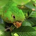 Periquitão-maracanã - White-eyed Parakeet
