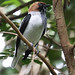 Bearded Bellbird (m) - Procnias averano carnobarba     (a first for me)