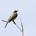 Rusty-margined Flycatcher