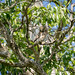 Glaucidium brasilianum (Ferruginous Pygmy Owl) - Strigidae - Pousada Aguape, Campo Grande, Pantanal, Mato Grosso do Sul, Brazil-Edit-2