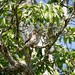 Glaucidium brasilianum (Ferruginous Pygmy Owl) - Strigidae - Pousada Aguape, Campo Grande, Pantanal, Mato Grosso do Sul, Brazil-Edit