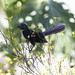 Smooth-billed Ani