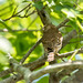 Glaucidium brasilianum (Ferruginous Pygmy Owl) - Strigidae - Pousada Aguape, Campo Grande, Pantanal, Mato Grosso do Sul, Brazil-4-Edit