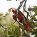 scarlet macaw (Ara macao) S24A4905
