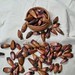 Araucaria seeds