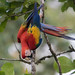 scarlet macaw (Ara macao) S24A4912