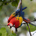 scarlet macaw (Ara macao) S24A4919