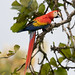 scarlet macaw (Ara macao) S24A4930
