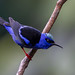 Red-legged Honeycreeper (Cyanerpes cyaneus) Guápiles, Costa Rica 2024