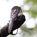 Common Potoo