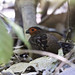 Marbled Wood Quail