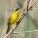 Pia-cobra (Geothlypis aequinoctialis) macho