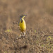 Eastern Meadowlark