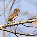 Ferruginous Pygmy Owl