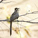 Striped Cuckoo