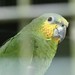 Orange-winged Amazon - Amazona Zoo