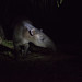 Baird's Tapir at Corcovado National Park S24A5356